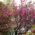 山頂近くはツツジがよく咲いていました