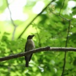 オオルリのメス