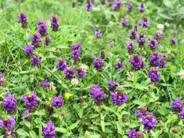 展望台では花もよく咲いていた