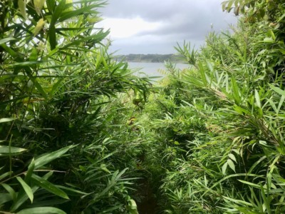 黒崎の鼻へのアプローチ。ほぼ藪こぎ