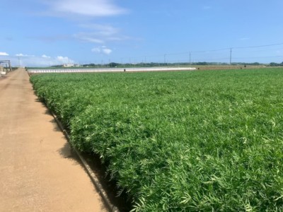 のどかな道です