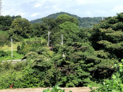 大磯は海岸だけでなく山もあるんです。