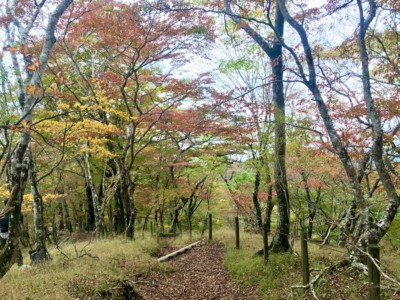 鍋割山へは紅葉のトンネルです!