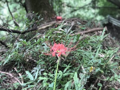 ゴール直前にて。今年初めての彼岸花。