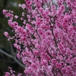 広沢寺駐車場近くの桃が満開