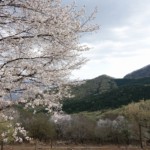 なんとか満開の桜に出会えた、今年は早すぎだよね。