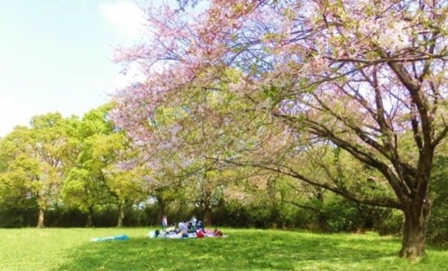 桜吹雪舞う岩田山公園芝生広場(小野)