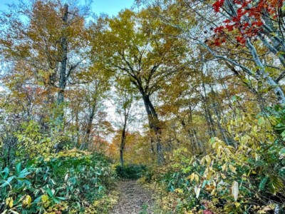 鷹ノ巣登山口の紅葉
