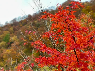 秋の朝陽に(?)照る山紅葉
