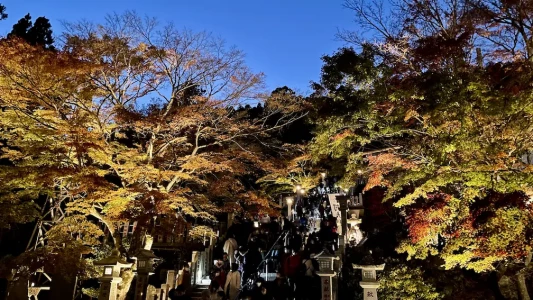 ライトアップ始まりました