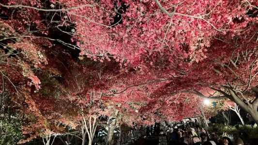 大山寺の階段を降りたところです