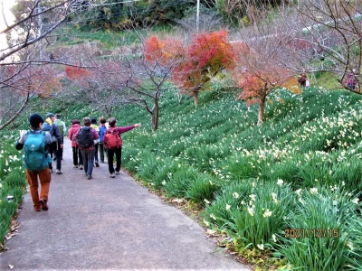 をくづれ水仙郷の一角「佐久間ダム湖畔」のニホンズイセン群生地に立ち寄り、五分咲きの水仙を愛でながら付近を散策。