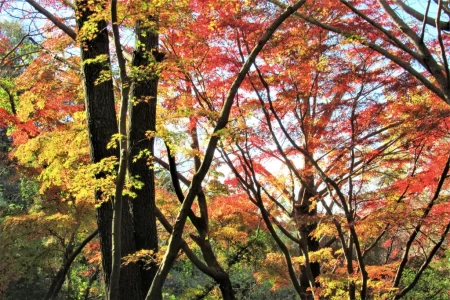 鎌倉有数の紅葉の名所獅子舞のモミジとイチョウは、見頃を過ぎて落葉が始まっていた。