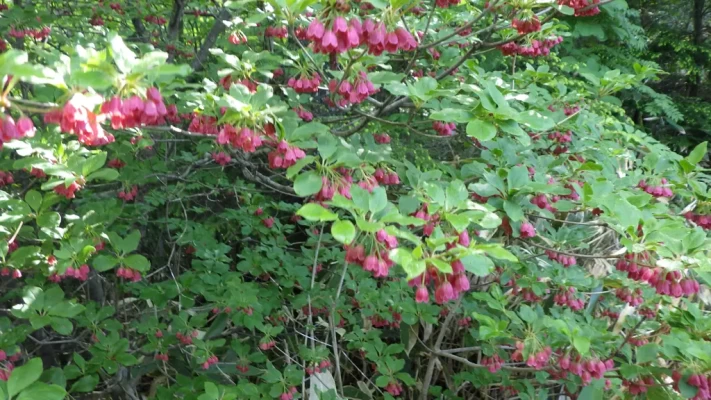 ドウダンツツジ