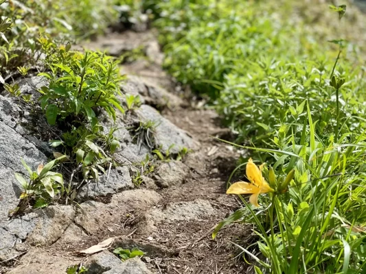 ノゾリキスゲも咲き始めました