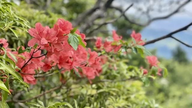 ヤマツツジも咲いてました